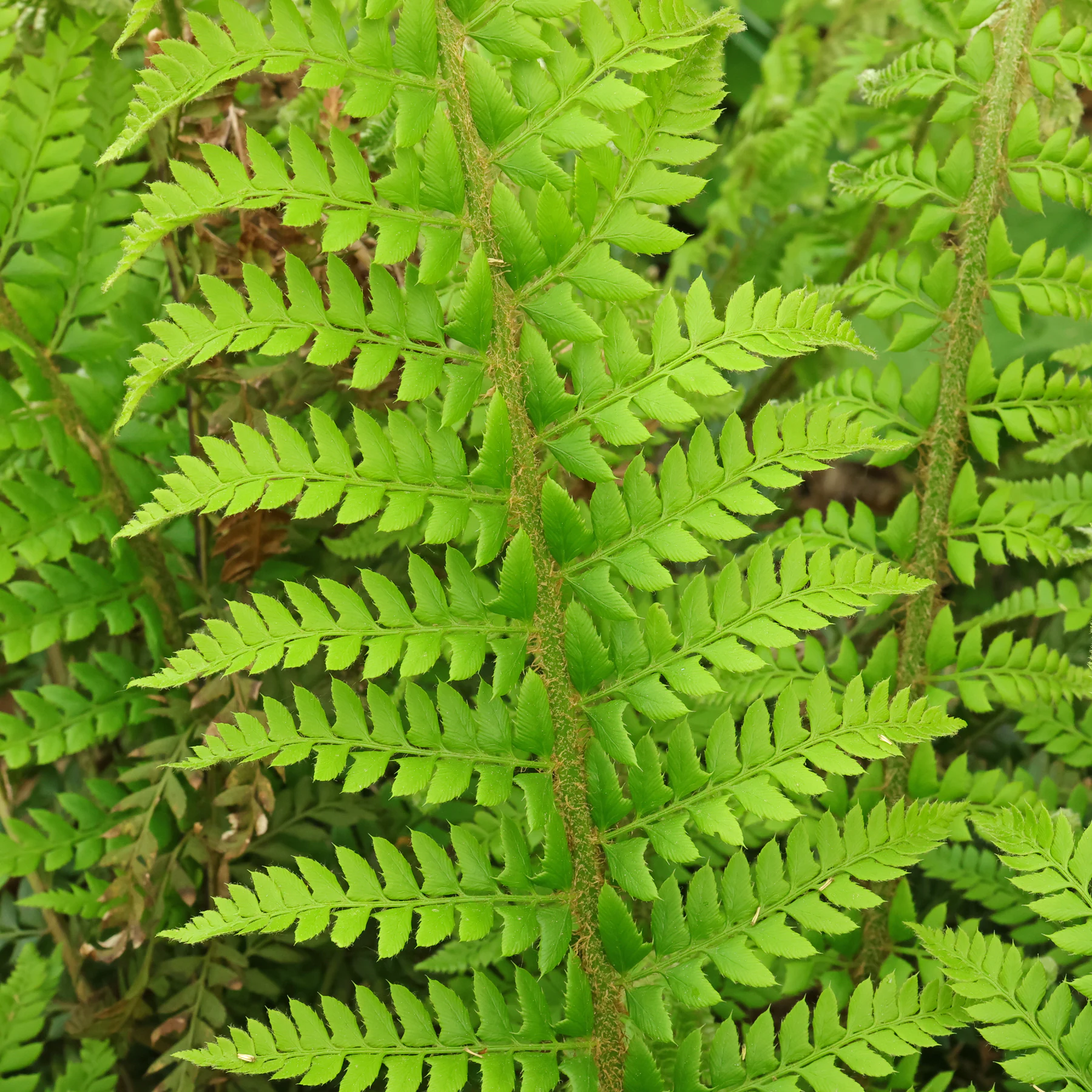 hard shield fern frond top