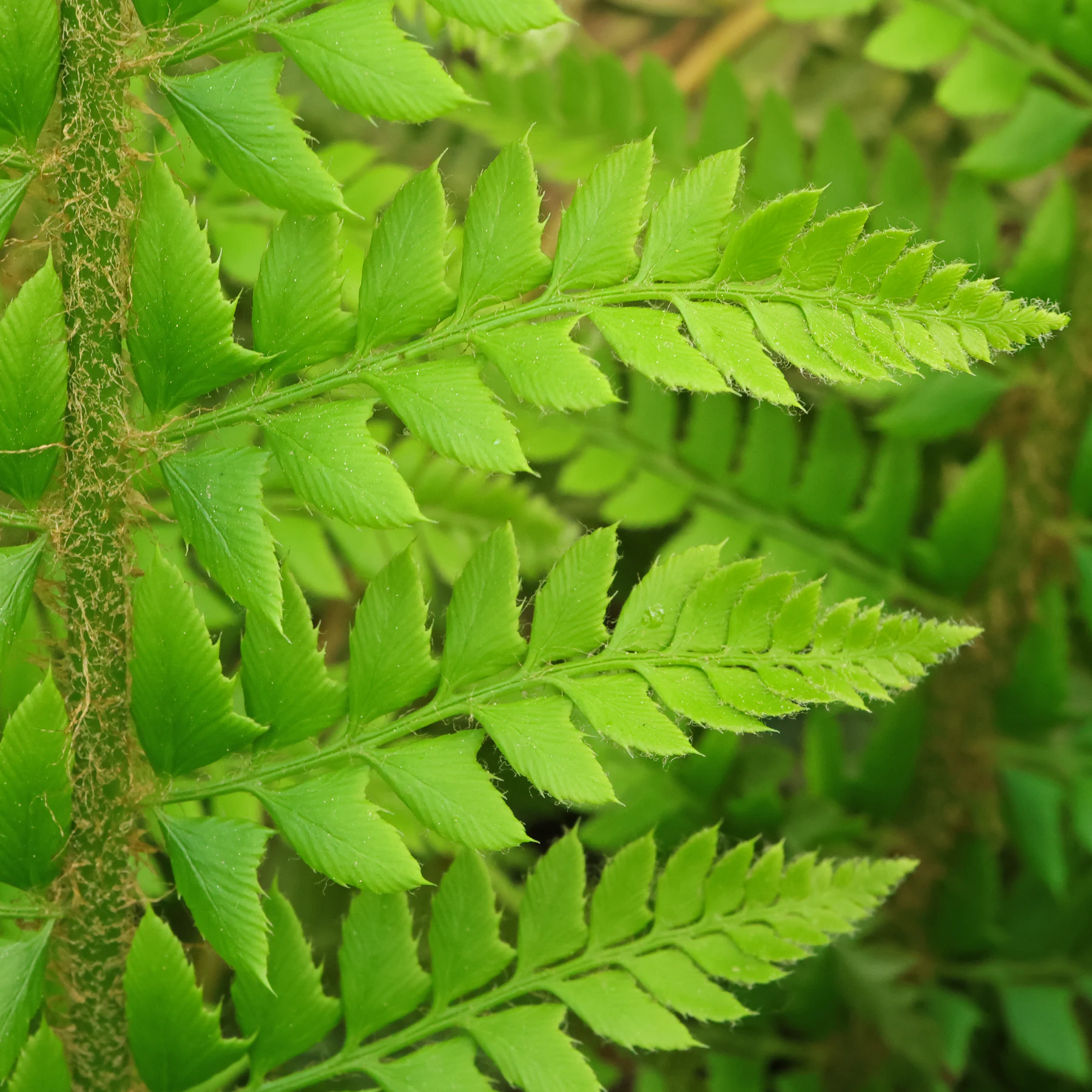 hard shield fern pinnate leaves