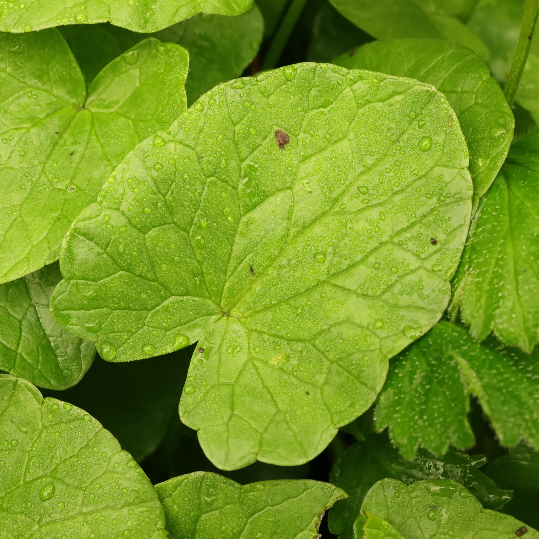 lesser celandine leaf