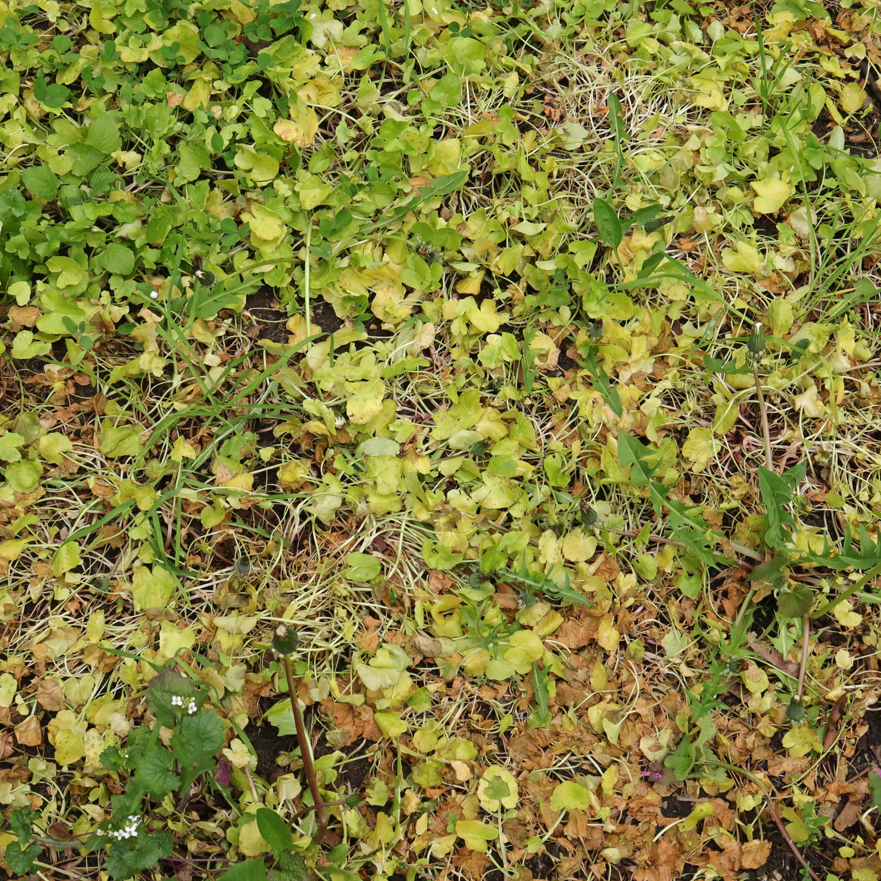 lesser celandine withered leaves