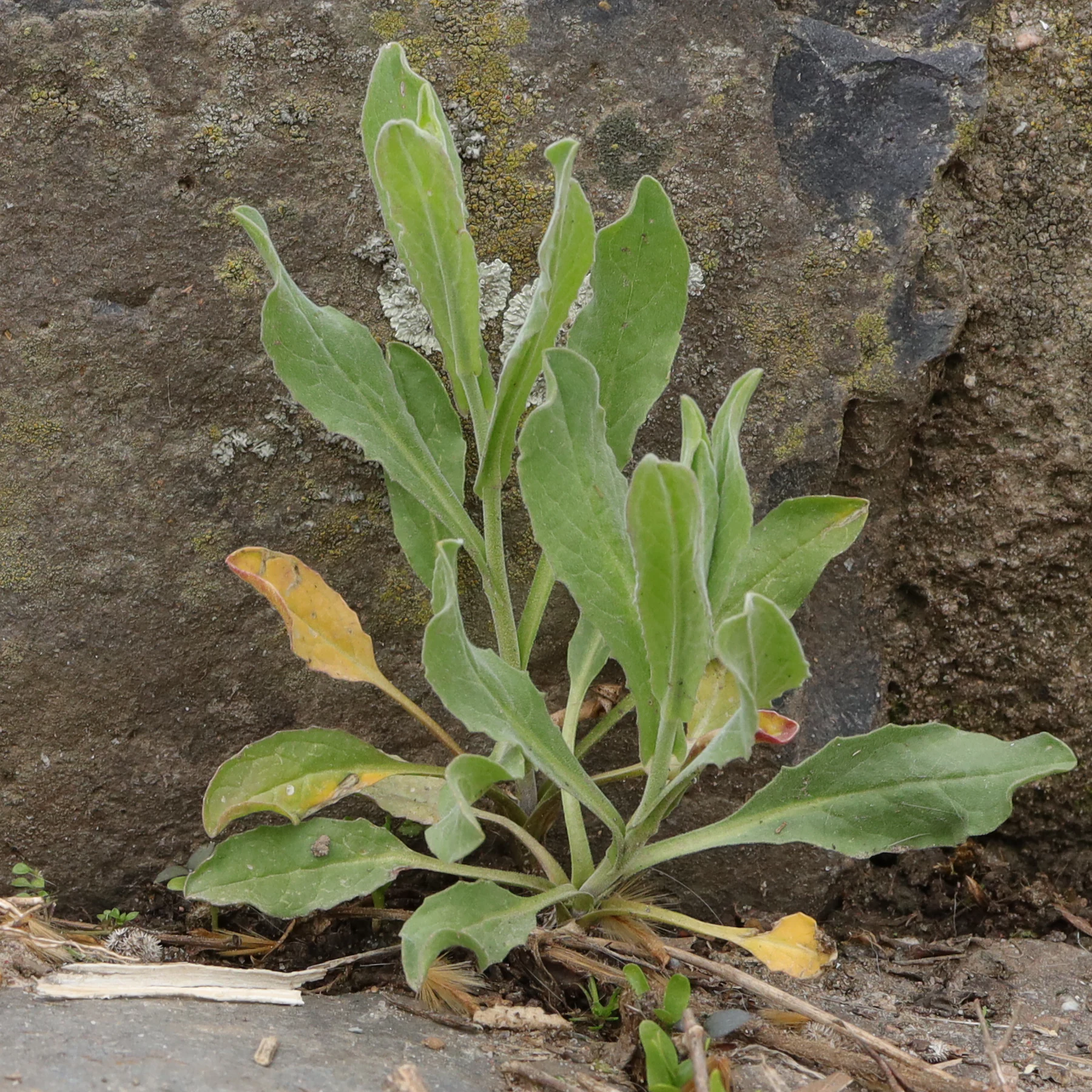 whitetop basal leaves