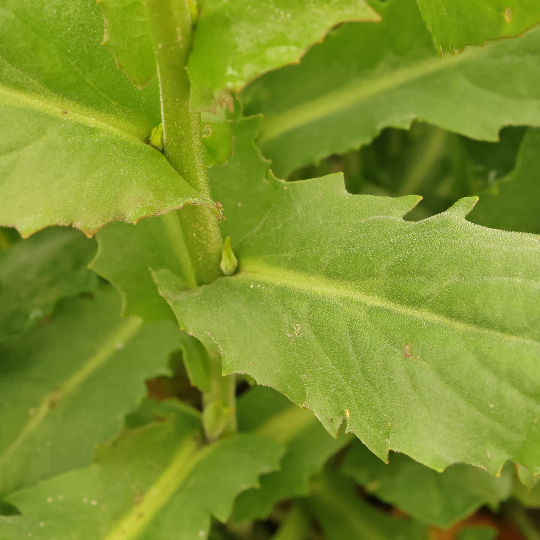 whitetop leaves stem embracing