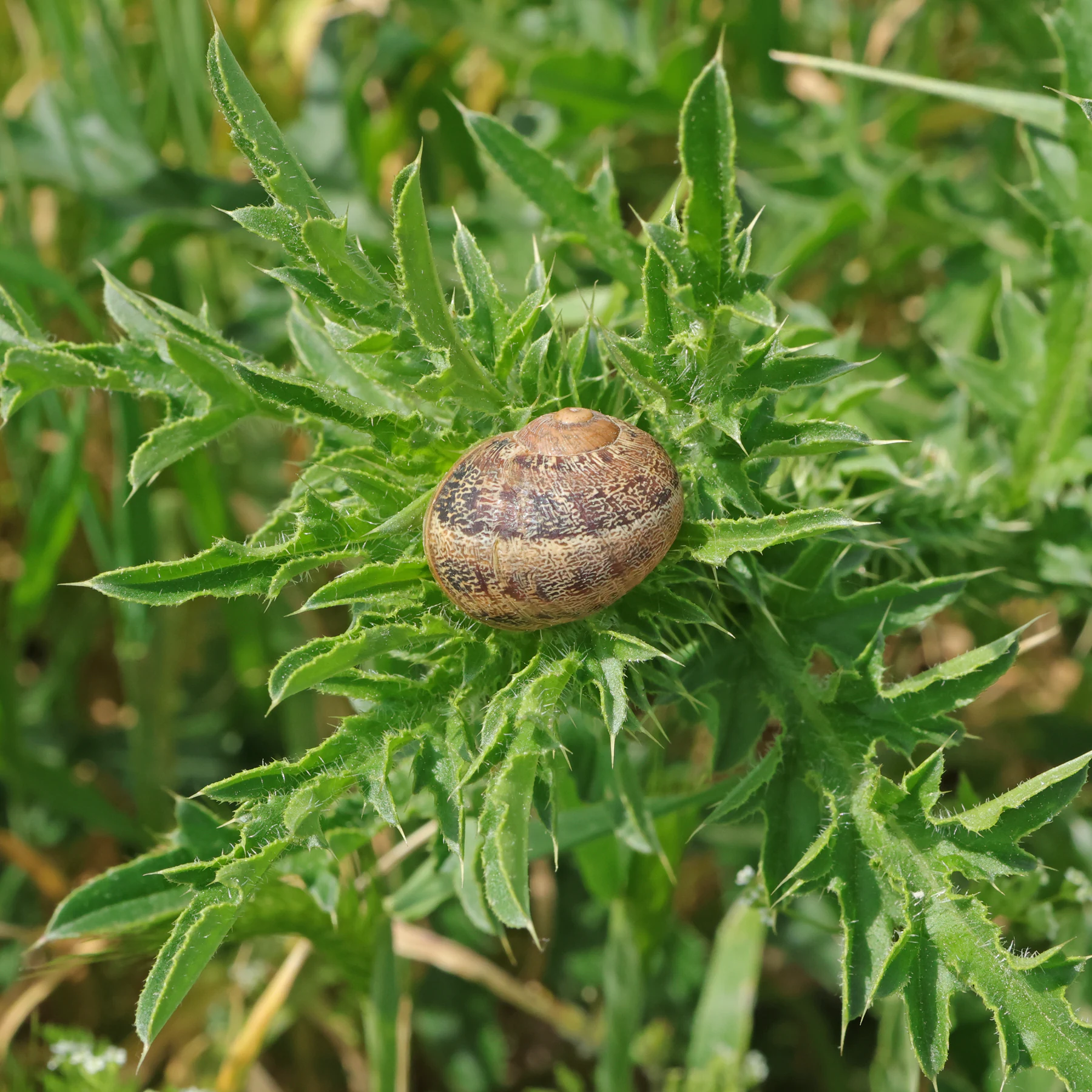Garden Snail on Spear Thistle