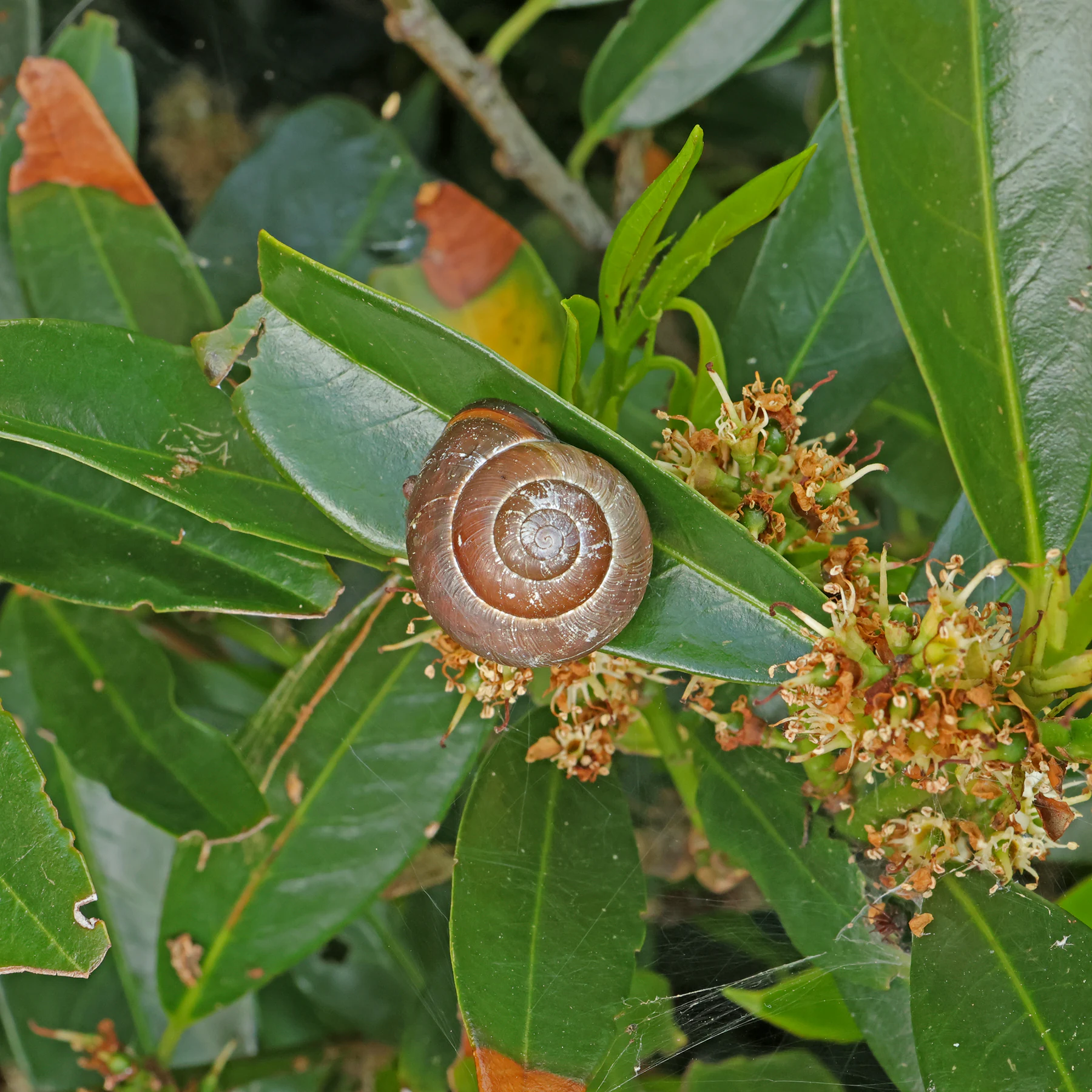Grove snail on cherry laurel