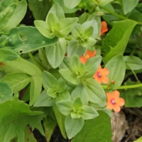 Scarlet pimpernel leaves