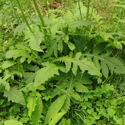 Cirsium oleraceum leaves
