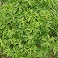 Geranium pratense leaves