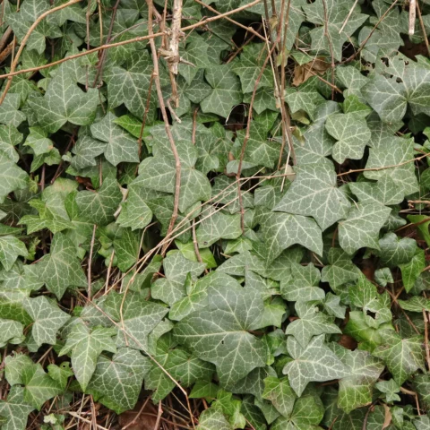 Hedera helix leaves