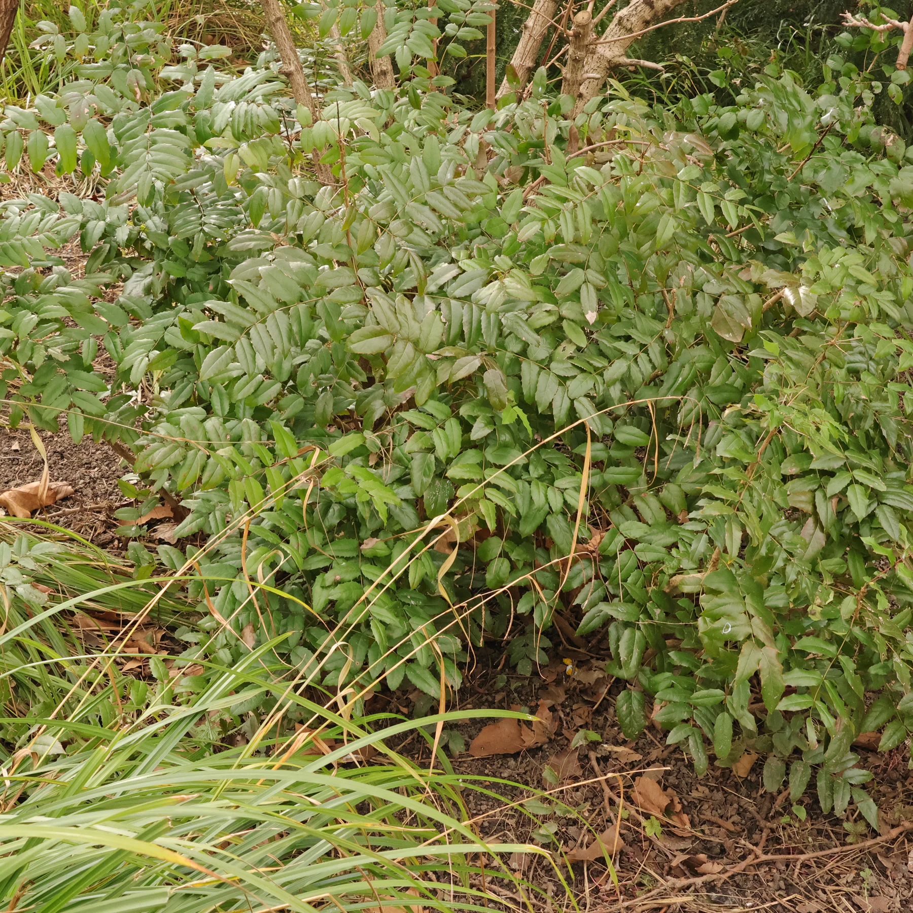 Oregon grape in a park