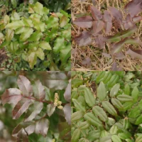 Oregon grape leaves
