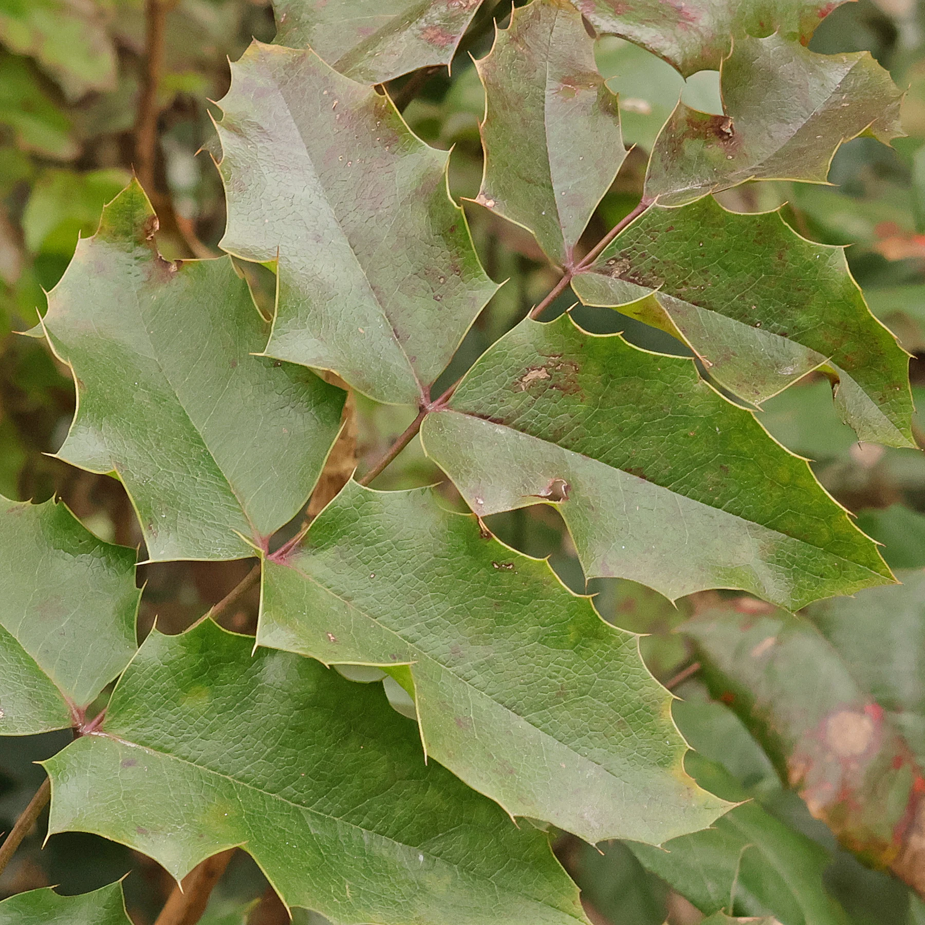 Oregon grape single leaves