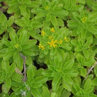 Sedum hybridum leaves