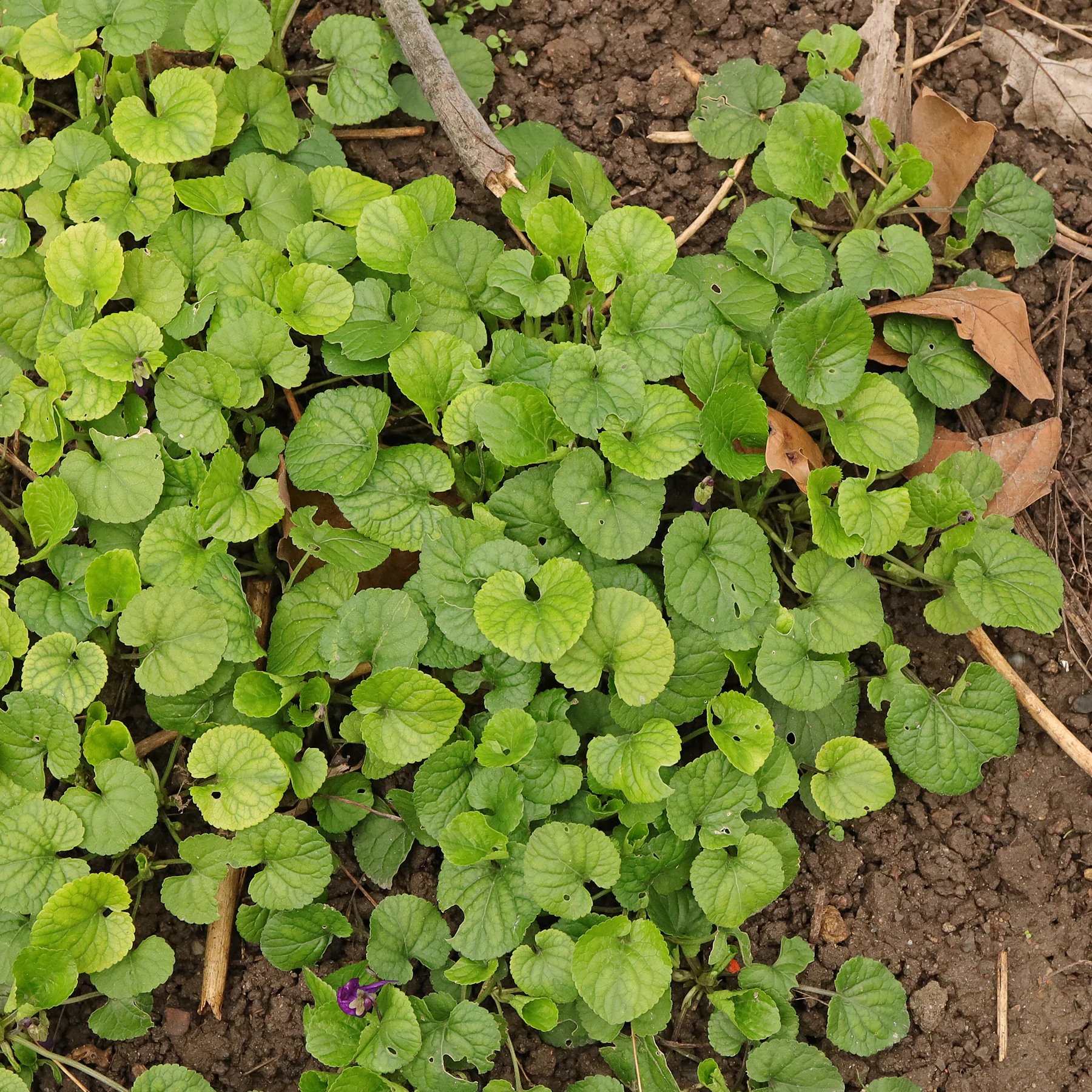 Sweet violet leaves