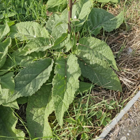 Verbascum nigrum leaves