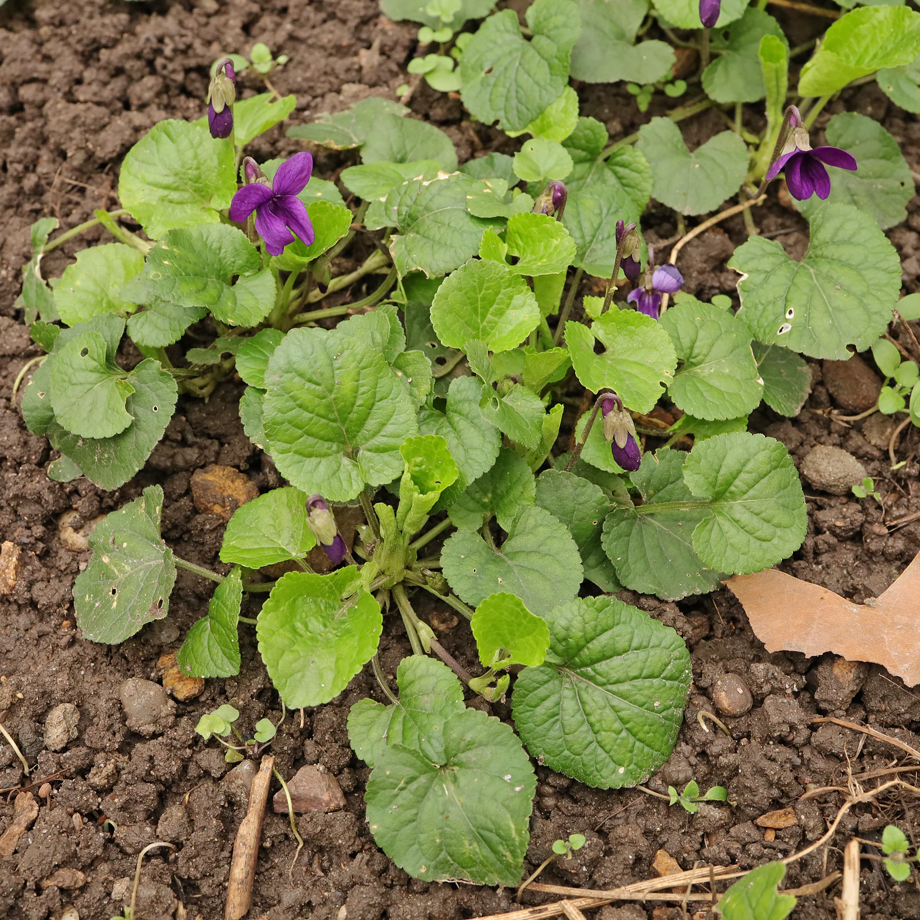 Viola odorata habitus