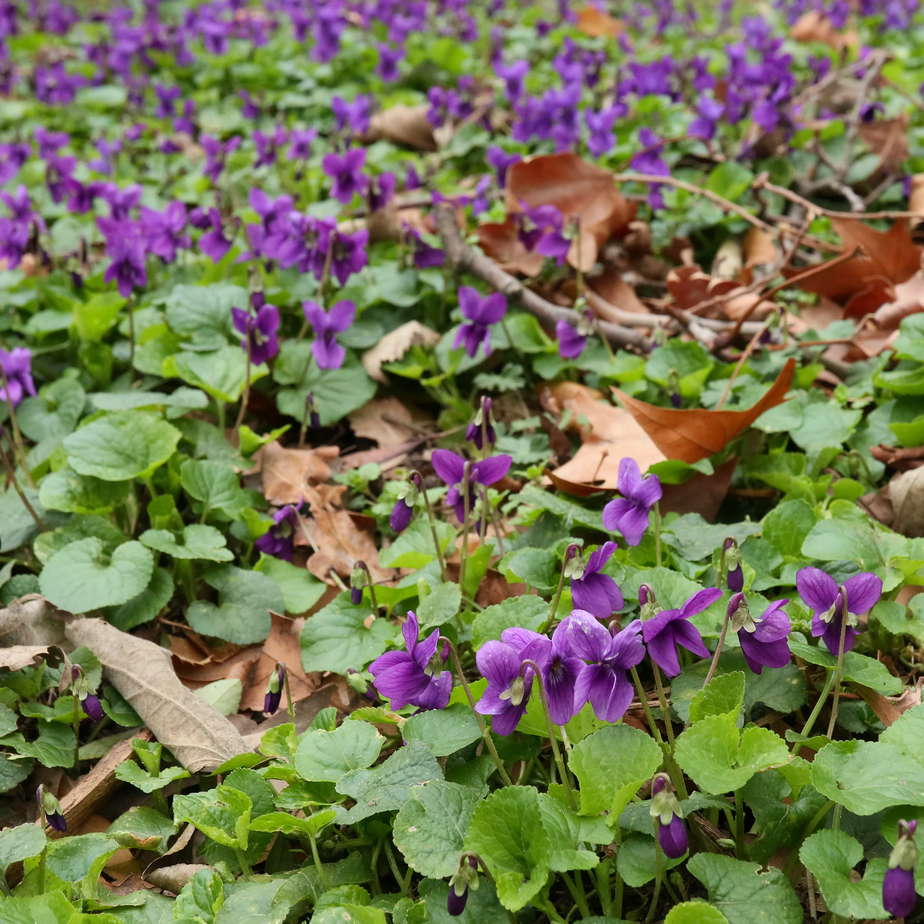 Viola odorata in park