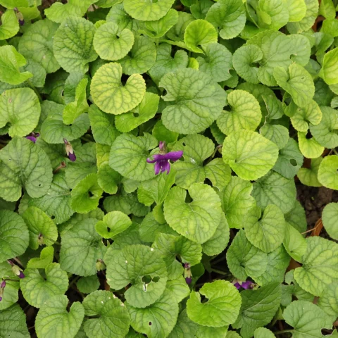 Viola odorata leaves