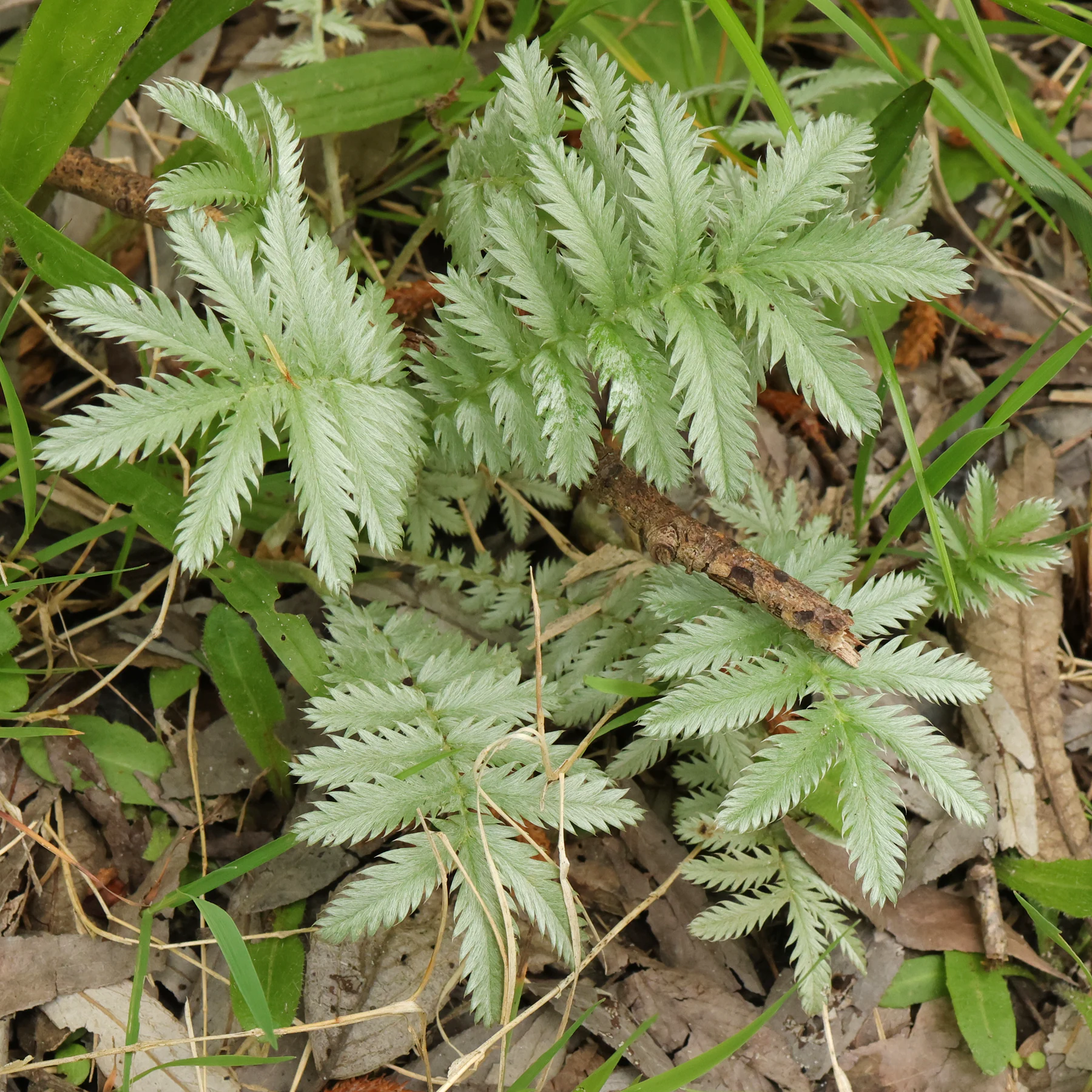 Argentina anserina leaves pinnate
