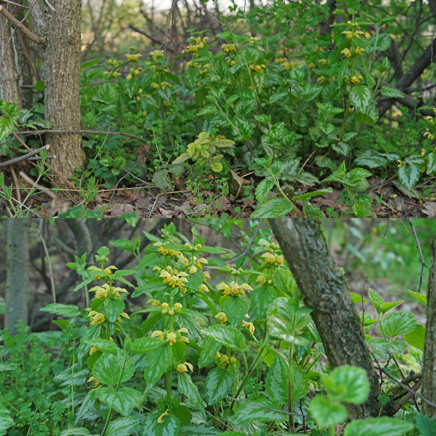 Golden dead nettle growing in a bush