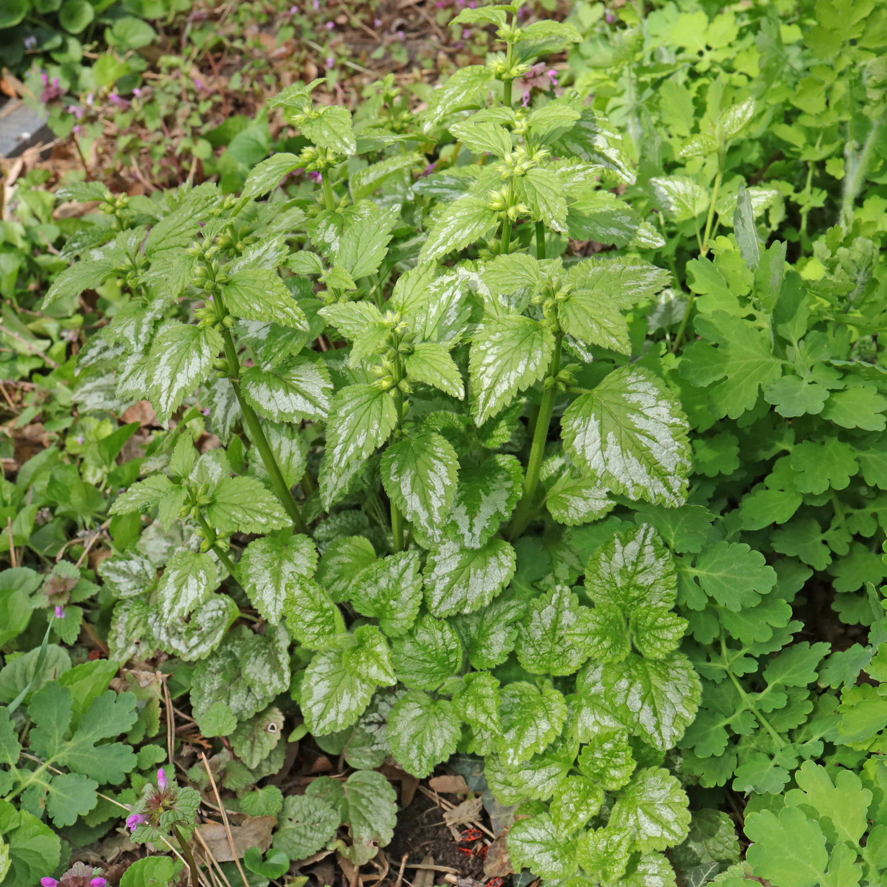 Lamium galeobdolon inflorescences