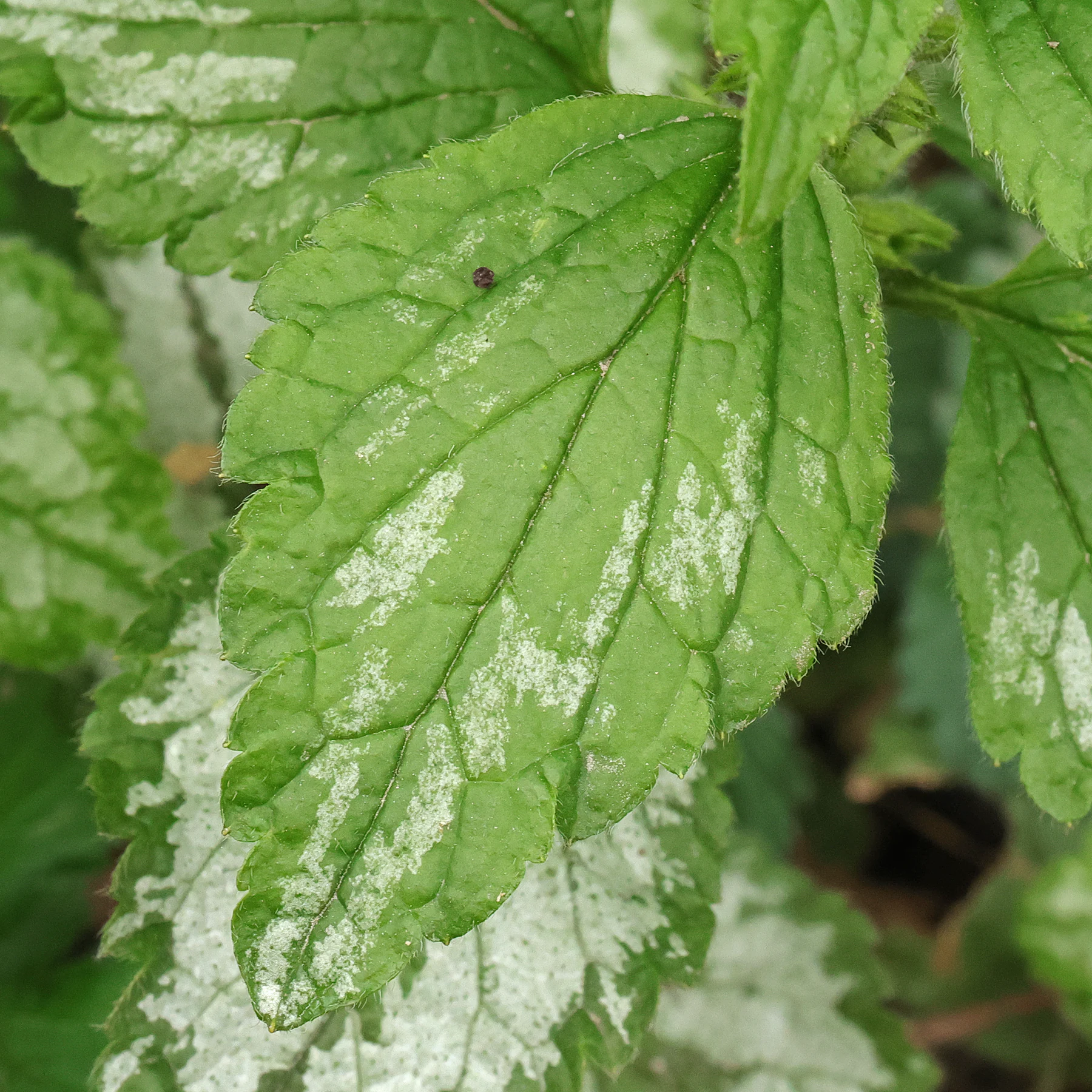 Lamium galeobdolon leaf