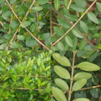 Lonicera ligustrina leaves