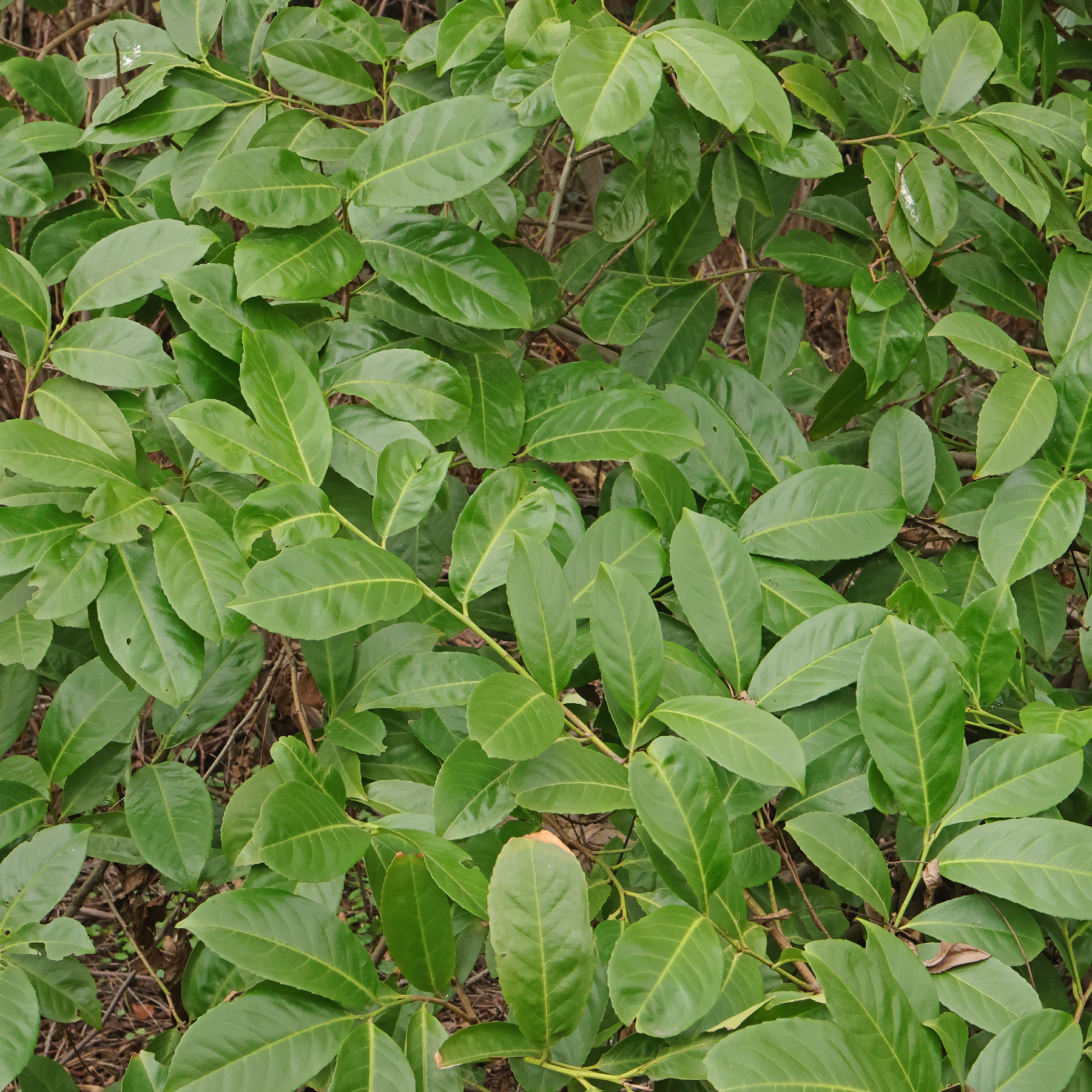 Prunus laurocerasus leaves