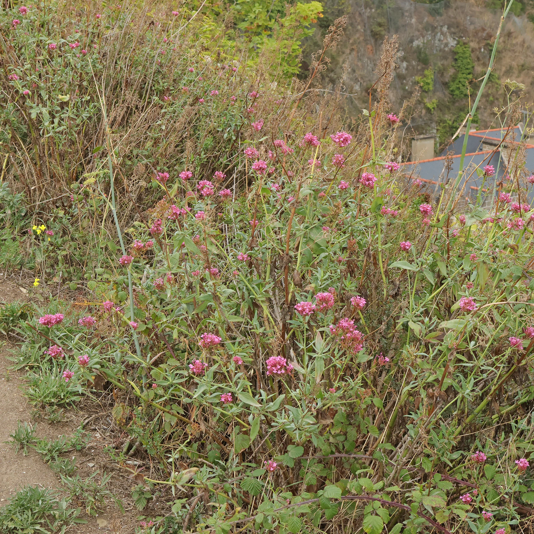Red valerian Valeriana rubra