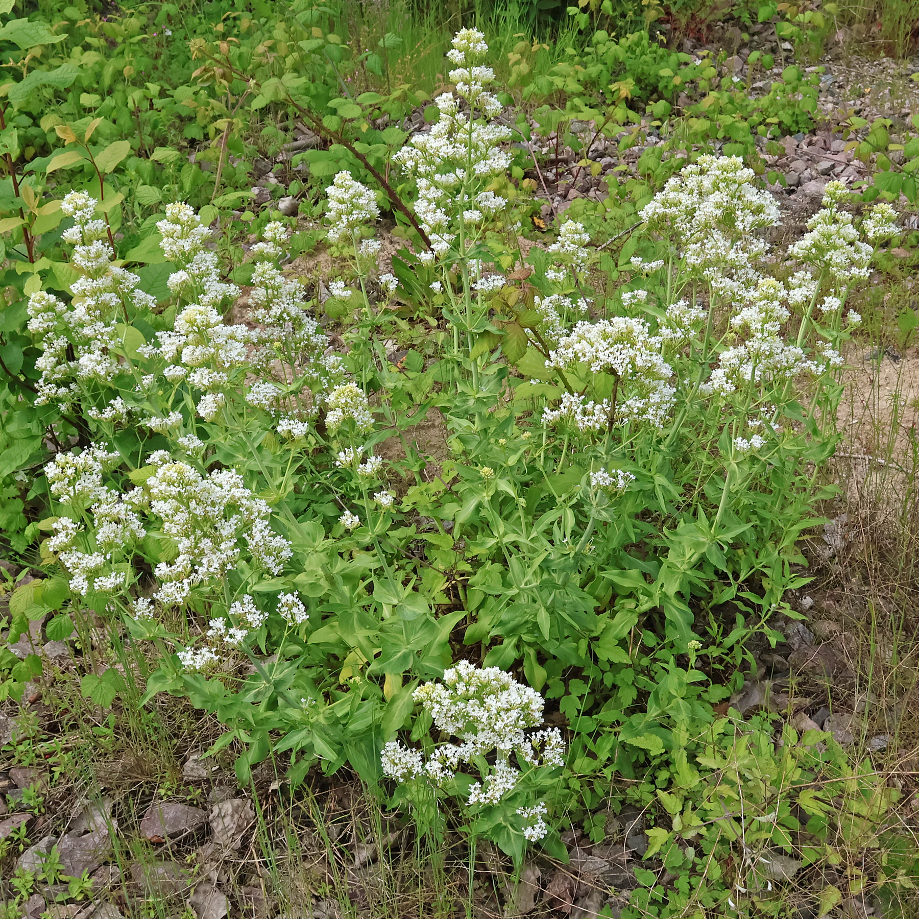 Valeriana rubra Albus