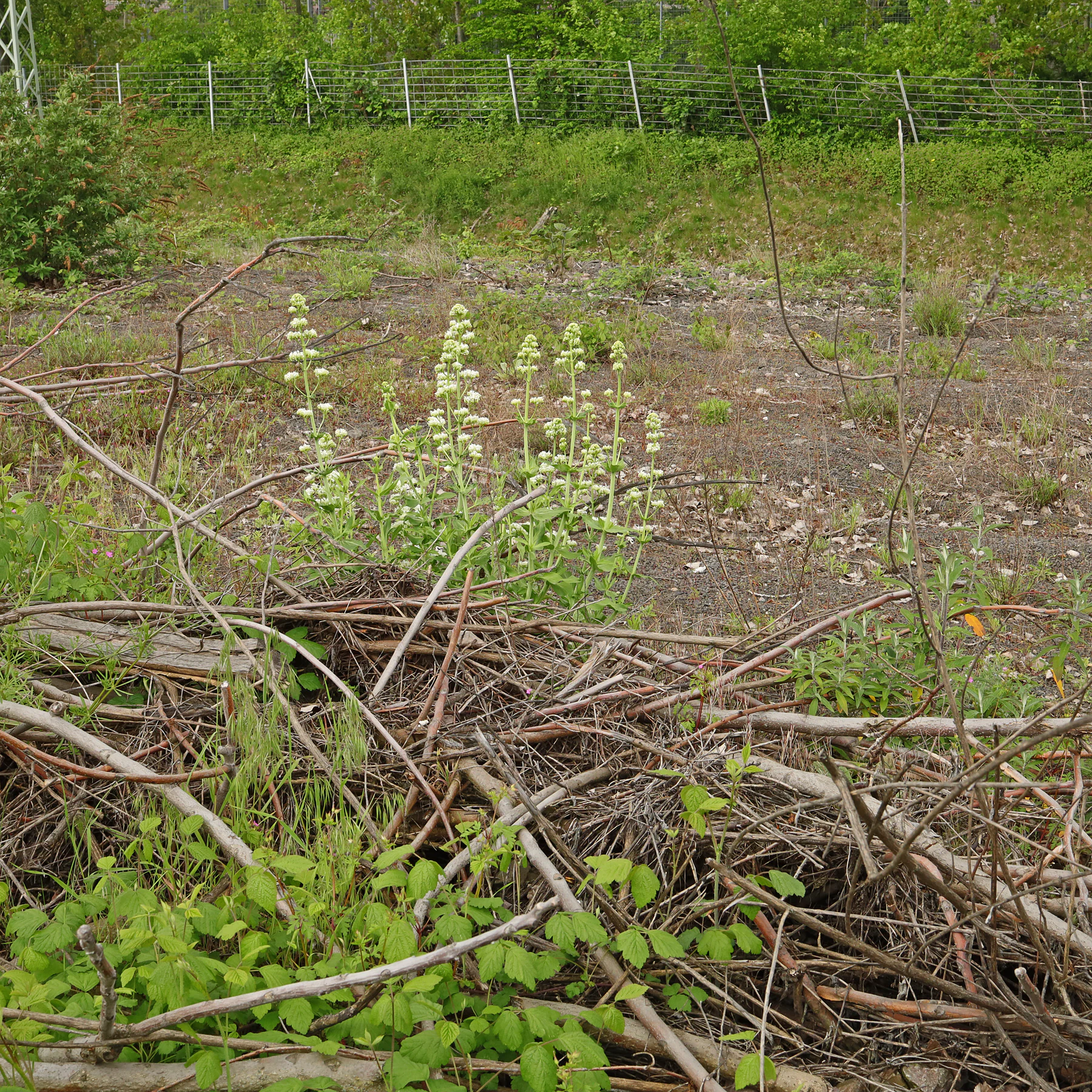 Valeriana rubra industrial area