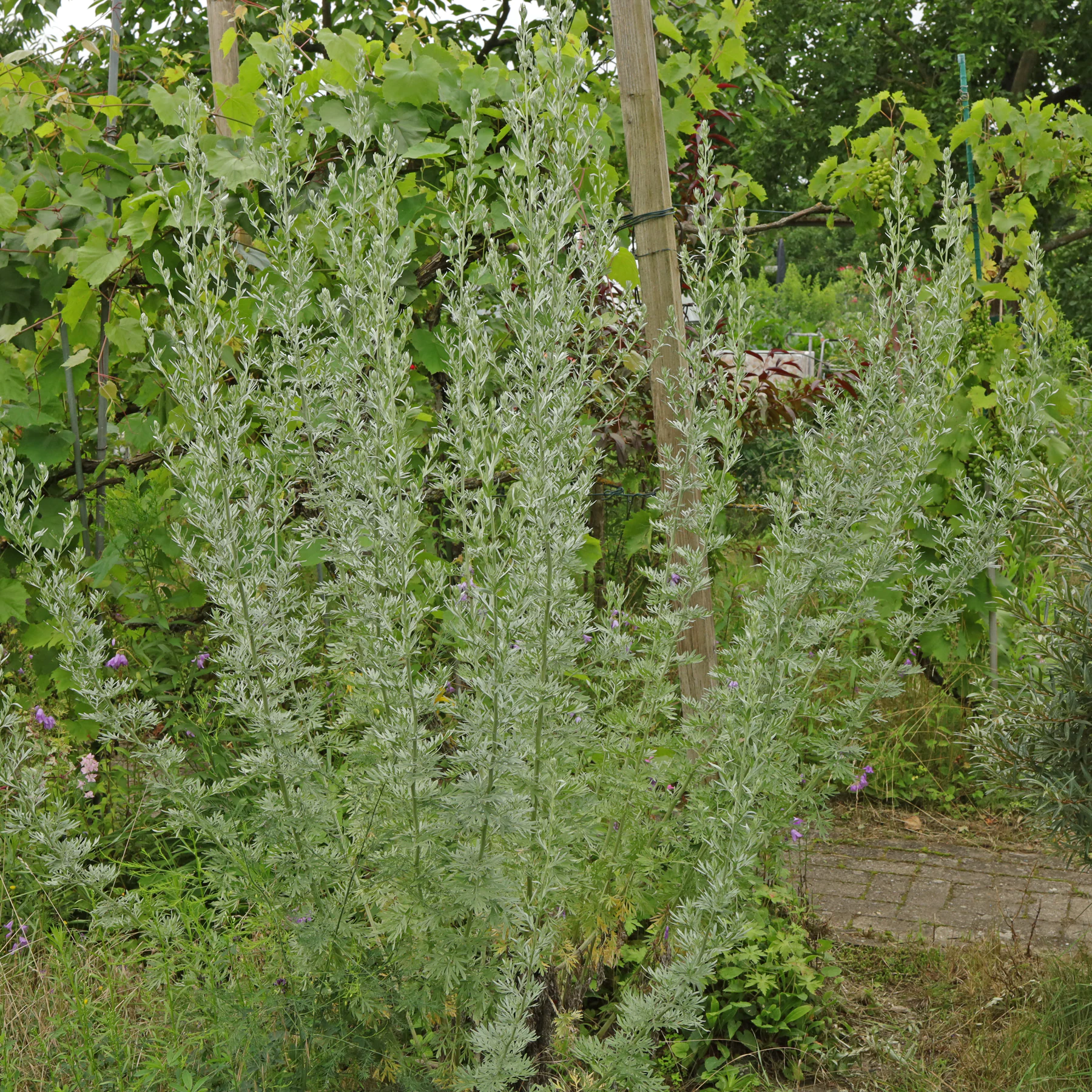 Wormwood habitus in summer