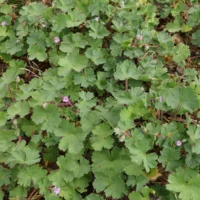 Geranium rotundifolium leaves