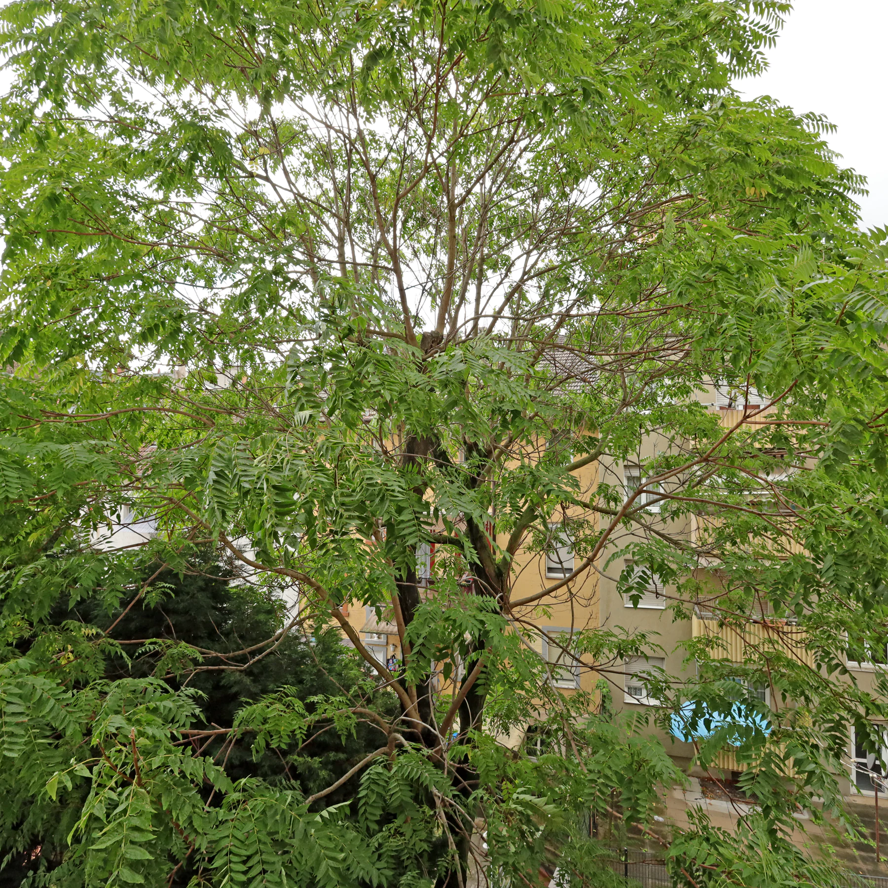 large tree of heaven