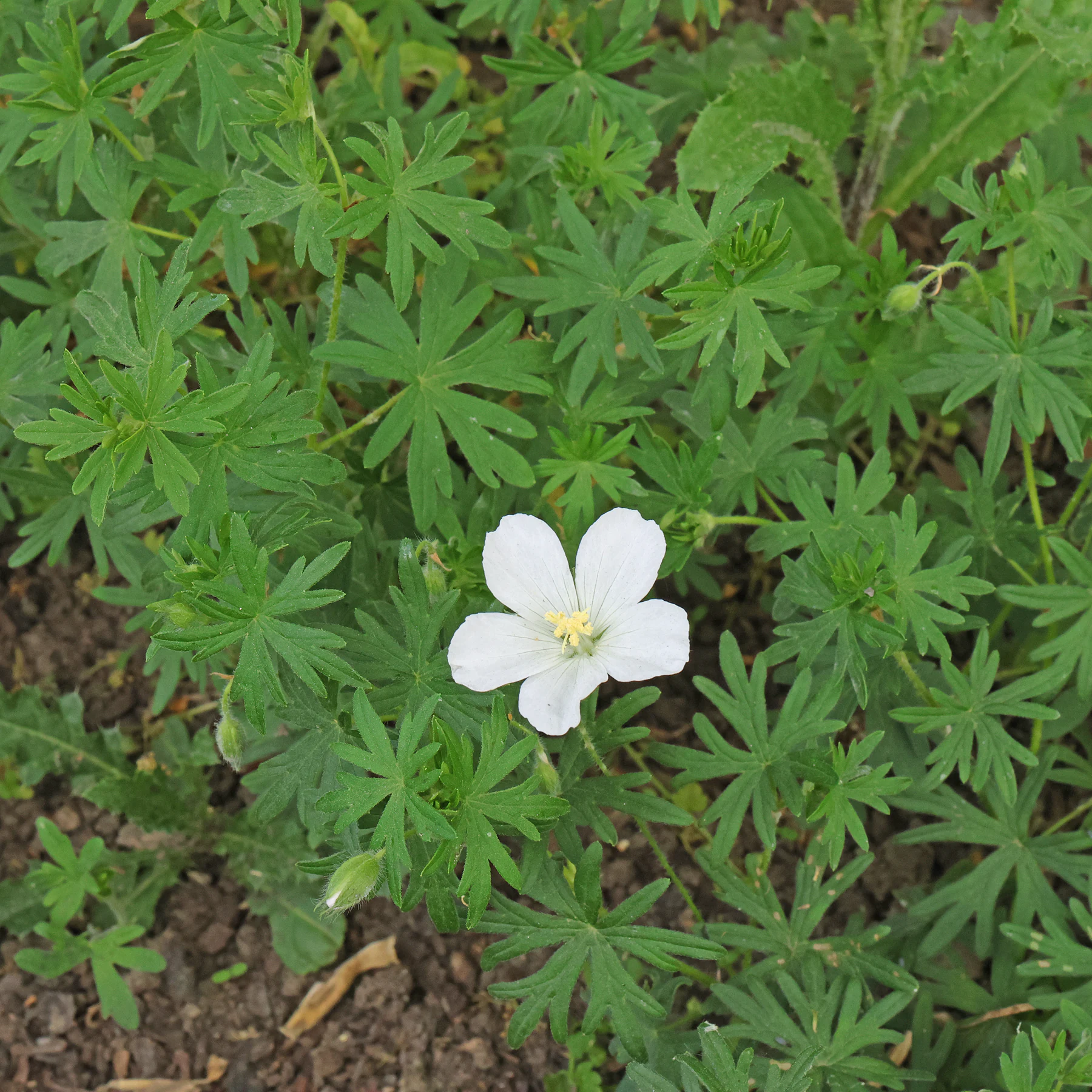 Geranium sanguineum Album
