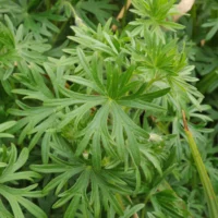 Geranium sanguineum leaves