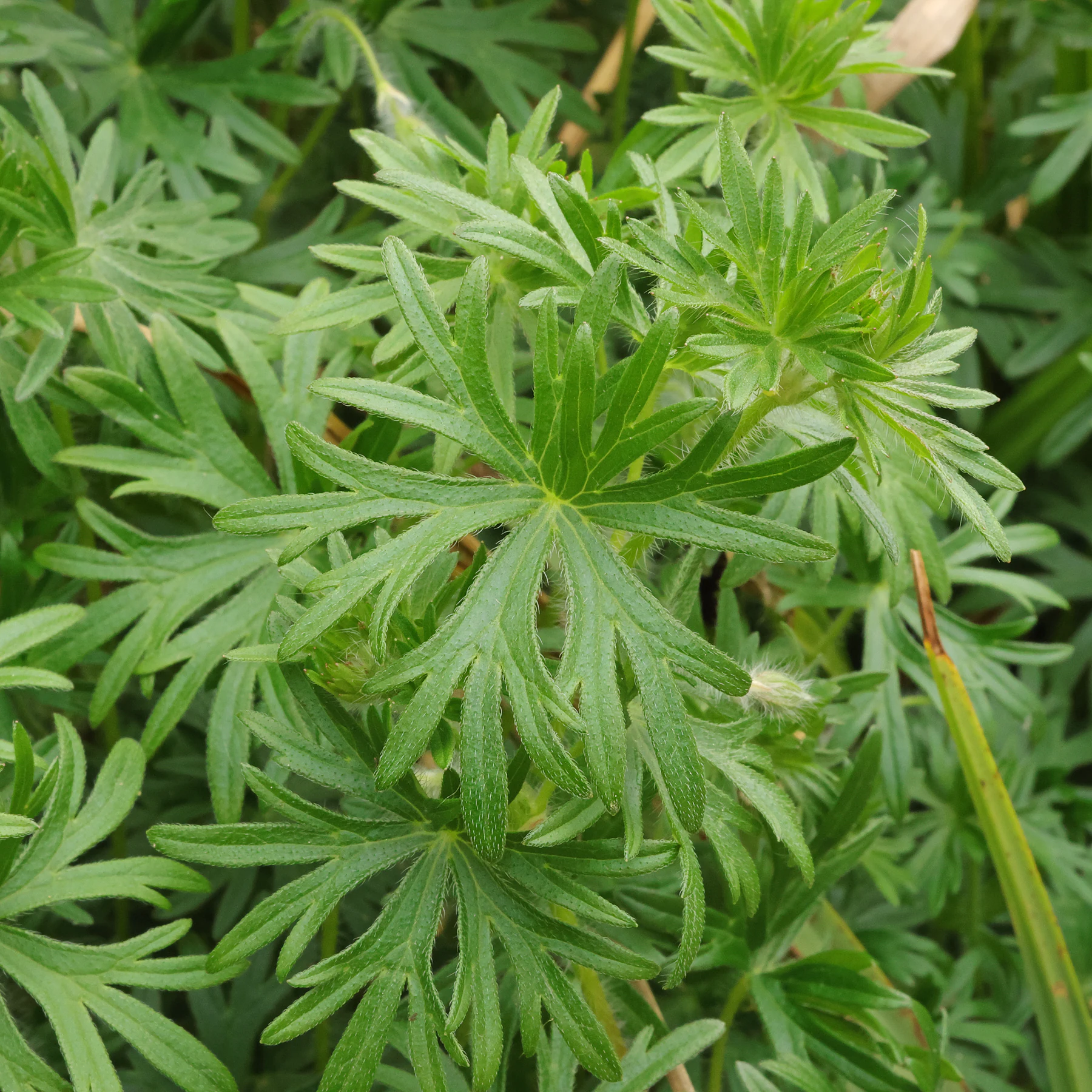 Geranium sanguineum leaves