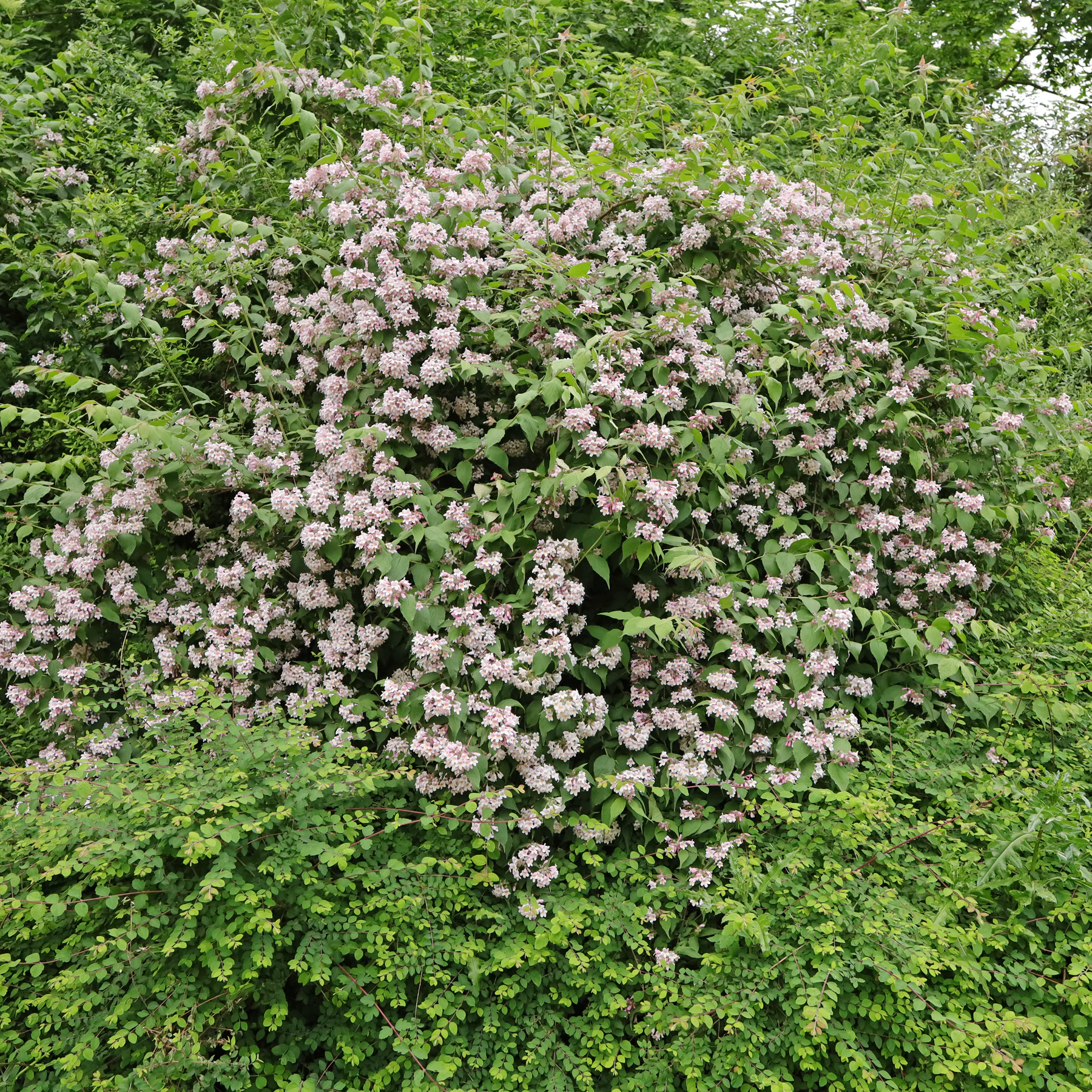 Kolkwitzia amabilis & Symphoricarpos × doorenbosii