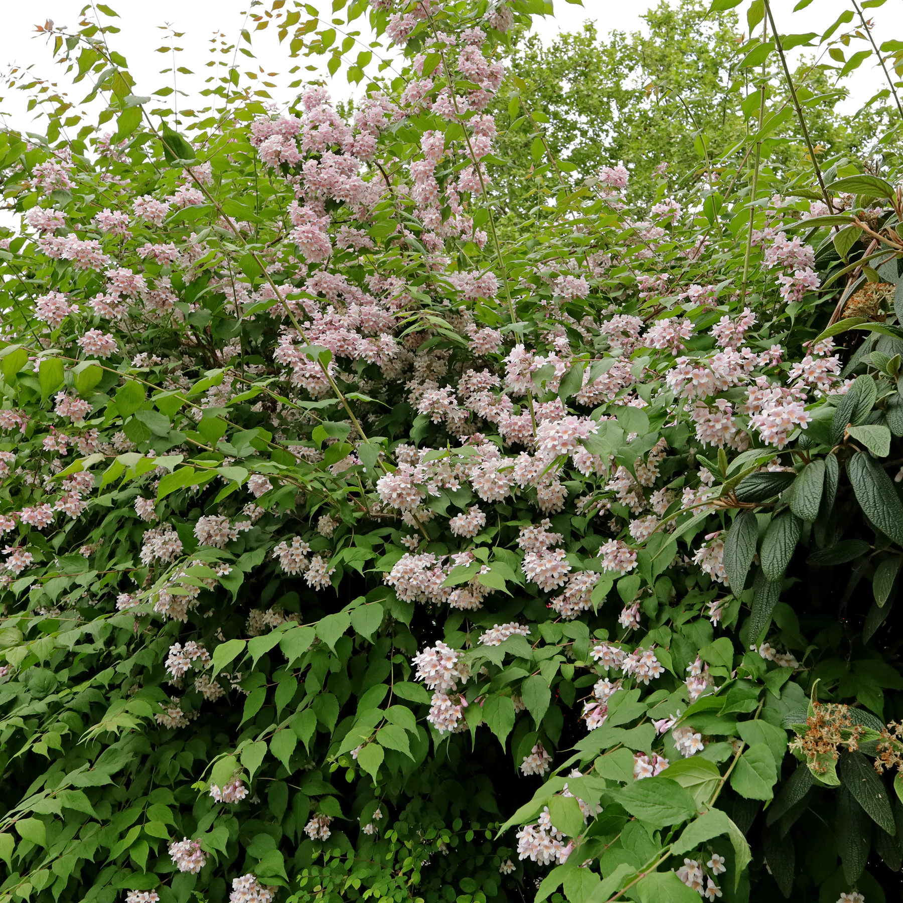 Kolkwitzia amabilis habitus