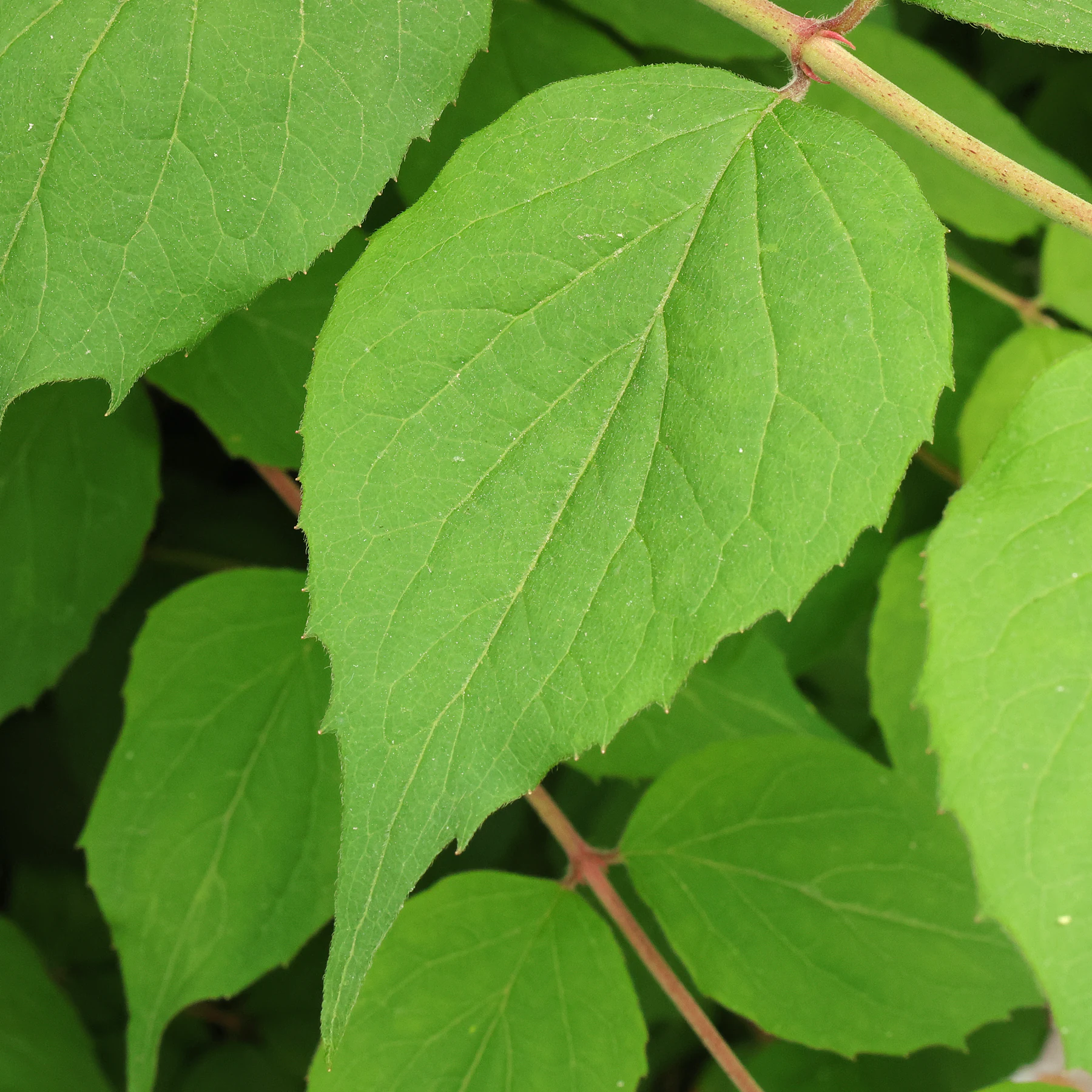 Kolkwitzia amabilis leaf