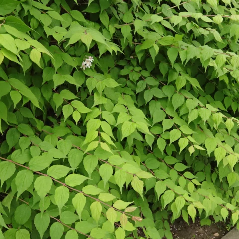 Kolkwitzia amabilis leaves