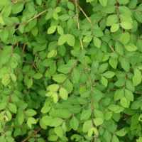 Symphoricarpos × doorenbosii leaves